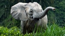Secrets of the Elephants izle