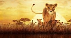 Serengeti izle